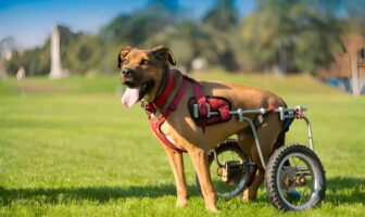 Caring for Dogs with Special Needs: A Rewarding Journey