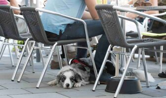 Enjoying Time with Your Furry Friend: A Guide to Dog-Friendly Businesses and Cafés