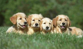 Considering More Than One Dog? Here’s What You Need to Know!